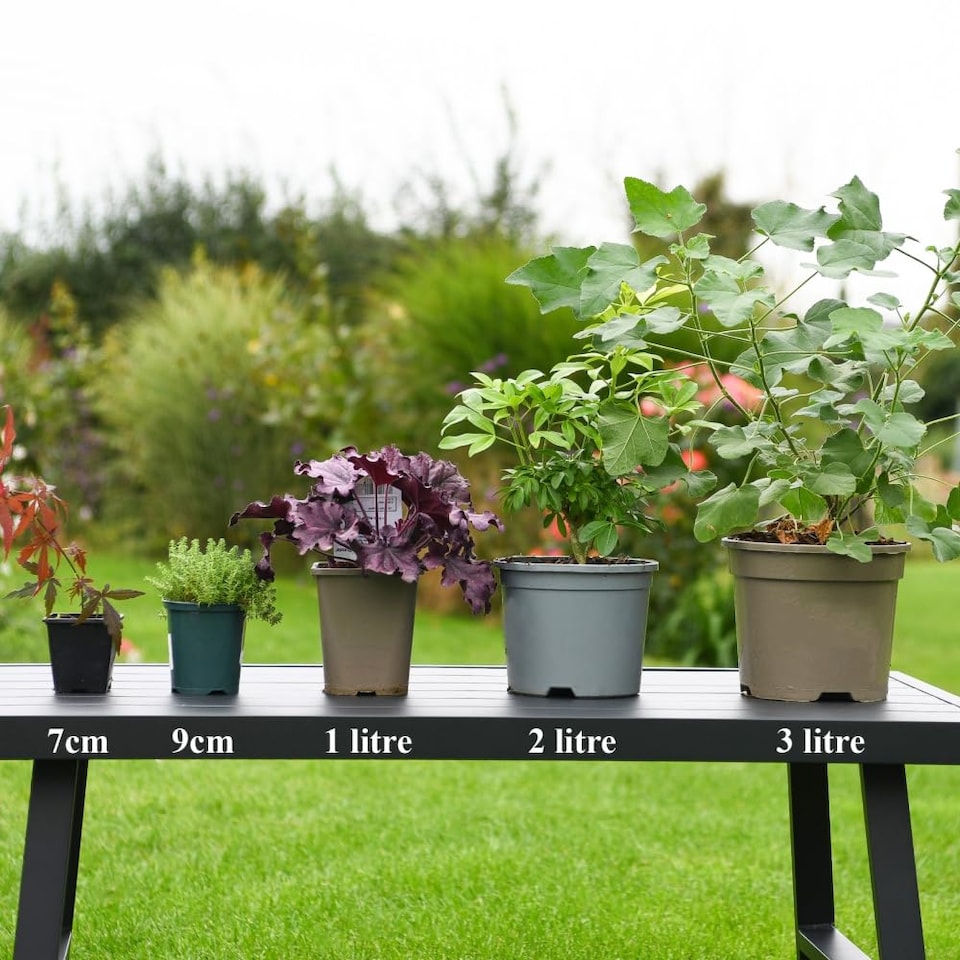 image 1 of Papaver nudicaule Garden Gnome - Dwarf Icelandic Poppy large saucer flowers sunny shades 1-2x 1L pots