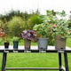 image 4 of Physocarpus opulifolius Midnight 9cm Potted Plant x 3