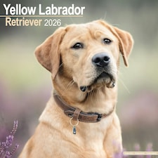 Yellow Labrador Retriever 2026 Calendar | Square Wall Calendar | Dog Breed Gift | Plastic Free Packaging | by Avonside Publishing