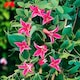 image 3 of Carbeth Plants 2 x Clematis Princess Diana in 9cm Pot - Summer Flowering Garden Ready Shrub