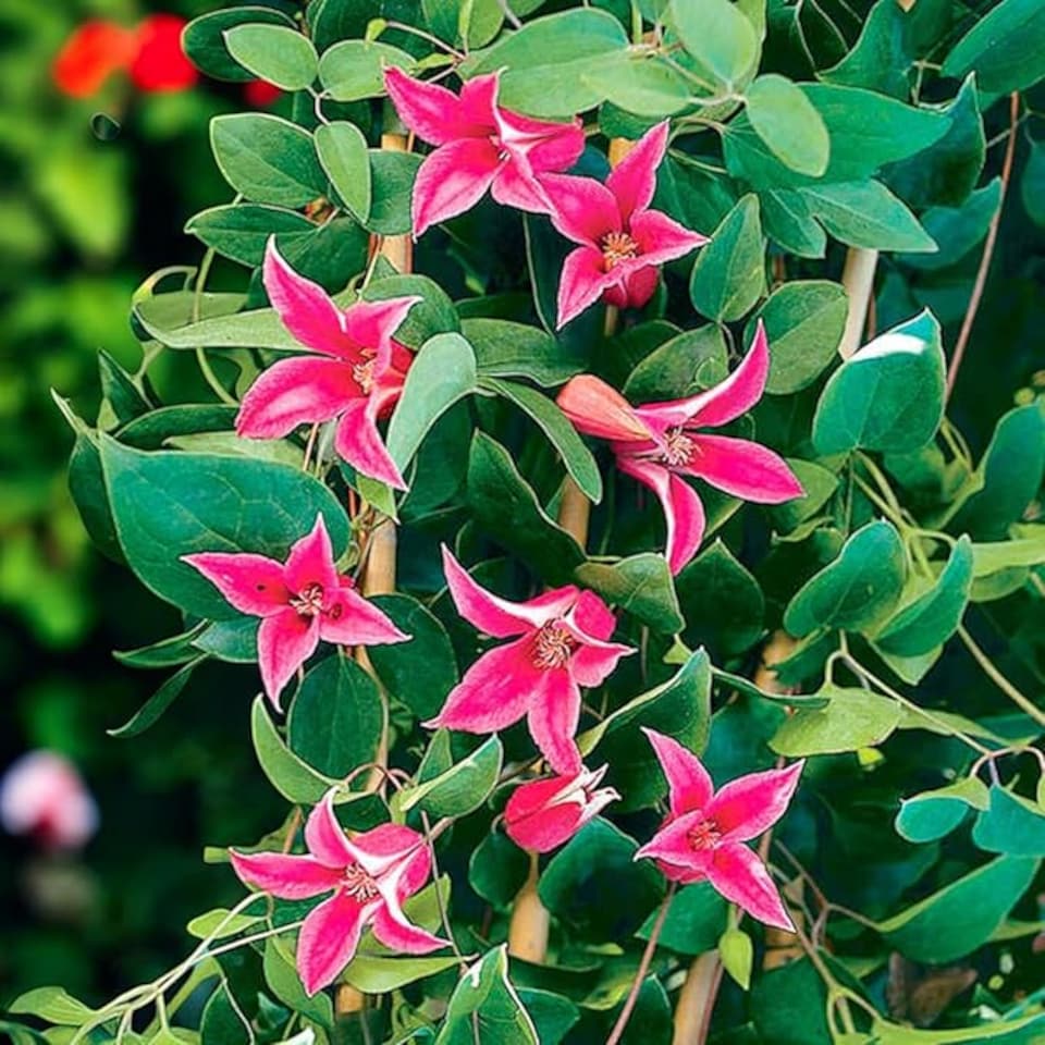 image 1 of Carbeth Plants 2 x Clematis Princess Diana in 9cm Pot - Summer Flowering Garden Ready Shrub