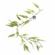 image 5 of 6 x 125cm Artificial Hanging Trailing Fern Plant