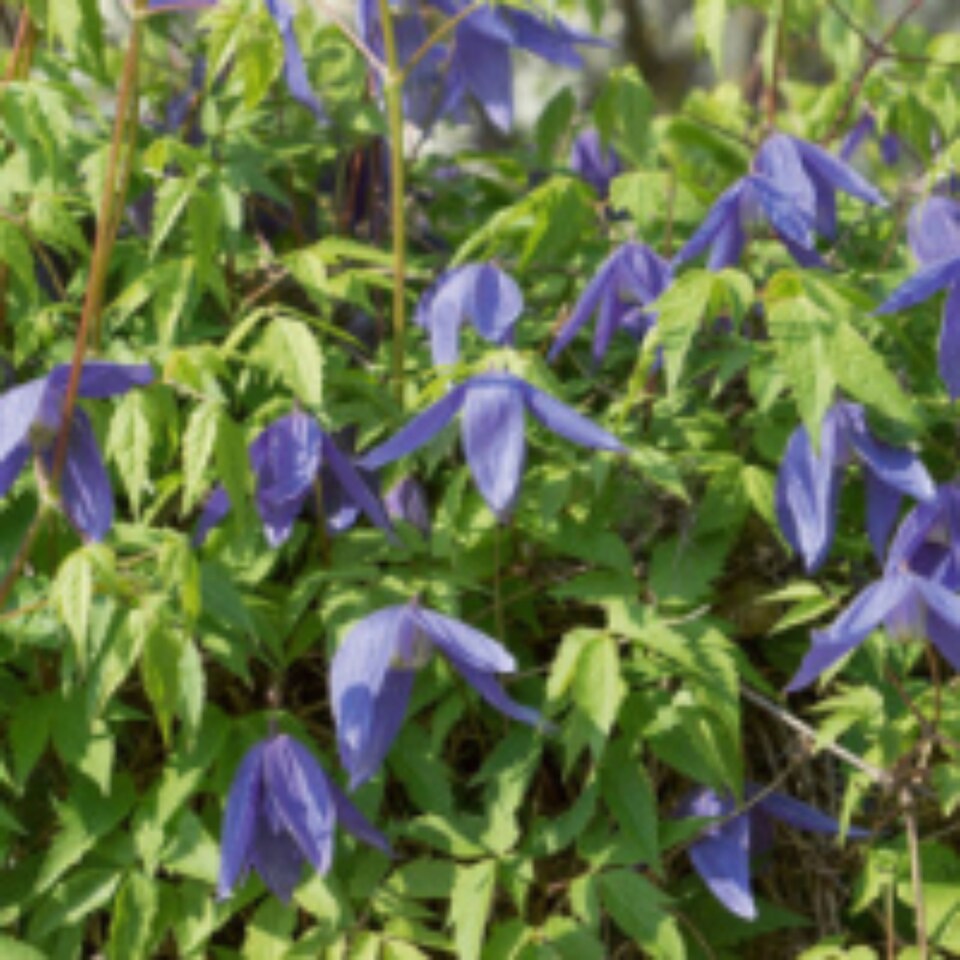image 1 of Clematis alpina Blue Dancer