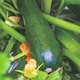 image 4 of Courgette Sure Thing Parthenocarpic Disease Resistant Dark Green Cool Summer Crop. 2 Litre Pots x 2. T&M