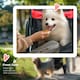 image 8 of PawHut Three-Wheel Pet Stroller, for Medium, Small Dogs, Foldable Cat Pram - Red