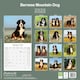 image 2 of Bernese Mountain Dog 2026 Calendar | Square Wall Calendar | Dog Breed Gift | Plastic Free Packaging | by Avonside Publishing