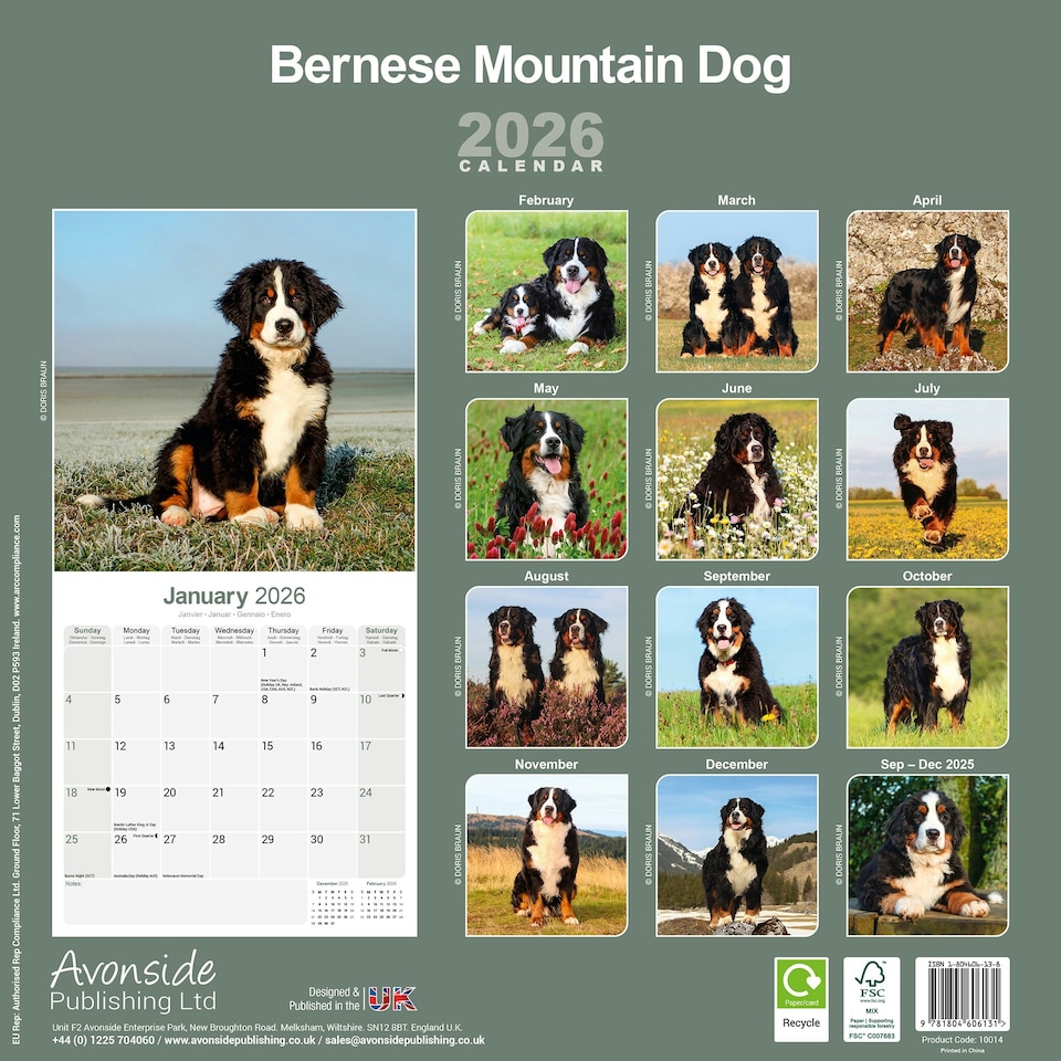 image 1 of Bernese Mountain Dog 2026 Calendar | Square Wall Calendar | Dog Breed Gift | Plastic Free Packaging | by Avonside Publishing