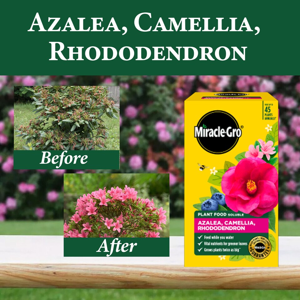 Miracle-Gro Azalea Camellia Rhododendron Soluble Plant Food 1kg
