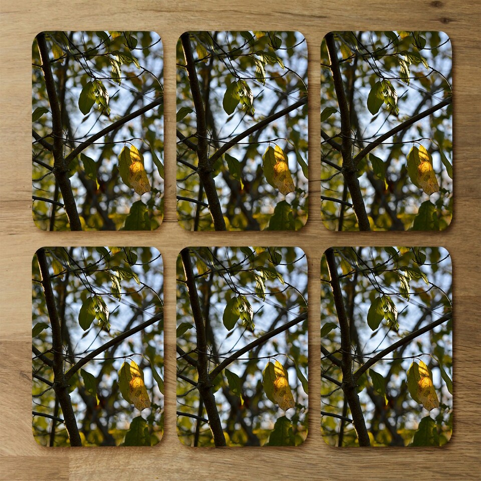 image 1 of Tree leaves in the sunshine nature photography, leaves and branches (Coaster)