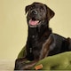 image 4 of Joules Khaki Chesterfield Luxury Dog Bed - Large Green | One Size
