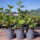 image 5 of Lavatera 'Marshmallow White Ice' - 3 x 9cm potted shrubs