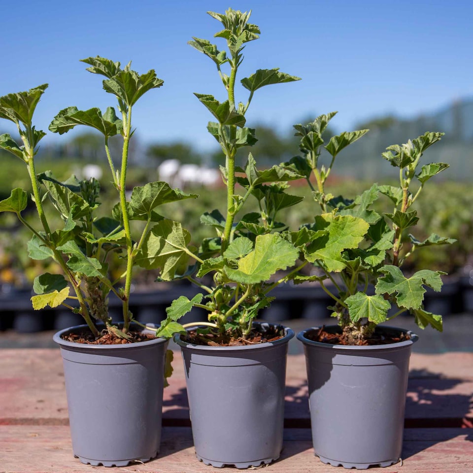 image 1 of Lavatera 'Marshmallow White Ice' - 3 x 9cm potted shrubs