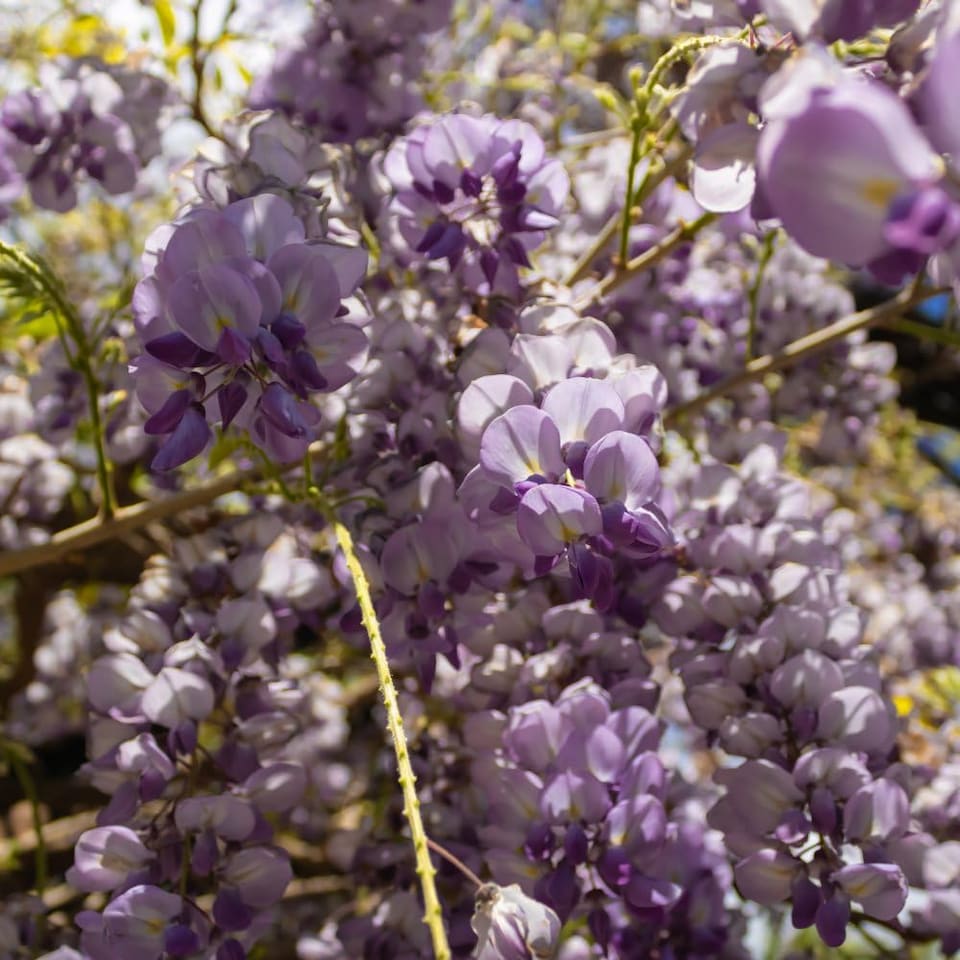 image 1 of Wisteria Amethyst Falls 9cm Potted Plant x 3