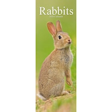Rabbits Slim 2026 Calendar | Slimline Wall Calendar | Animal Gift | Plastic Free Packaging | by Avonside Publishing [Calendar] Avonside Publishing Ltd