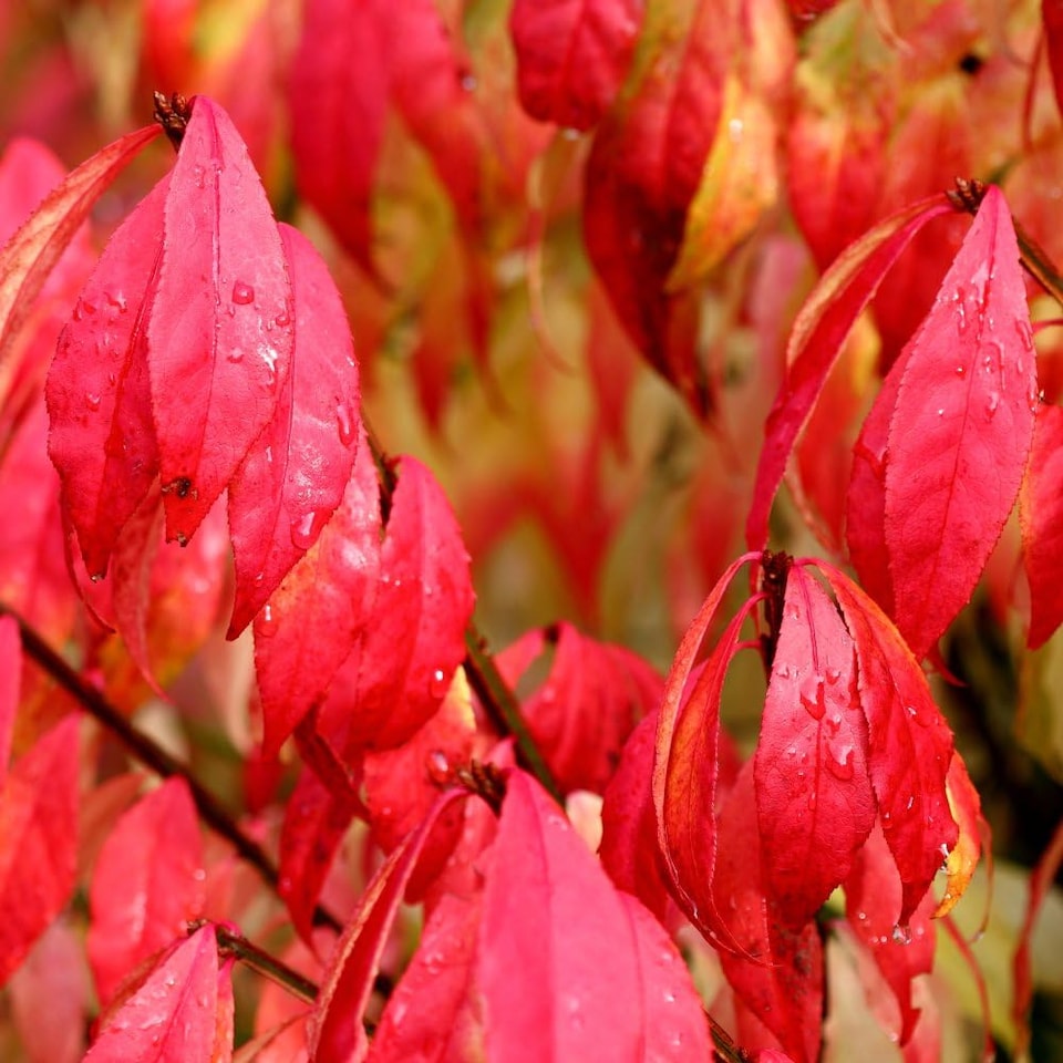 Euonymus Alatus Winged Spindle 9cm Potted Plant x 1