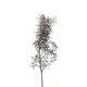 image 3 of Gaugemaster Scenics Seafoam Tree Set (GM195)