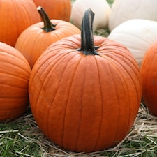 Mammoth Pumpkin Seeds - Giant Sweet Culinary Vegetable - Easy Grow Hardy UK Autumn Harvest - Thompson & Morgan