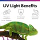image 6 of Exo Terra Reptile UVB LED Spot 3W