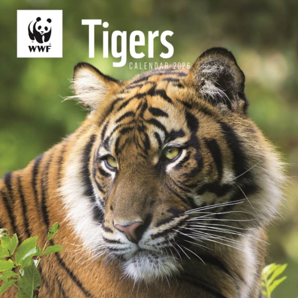 Wwf Tigers Square Wall Calendar 2026