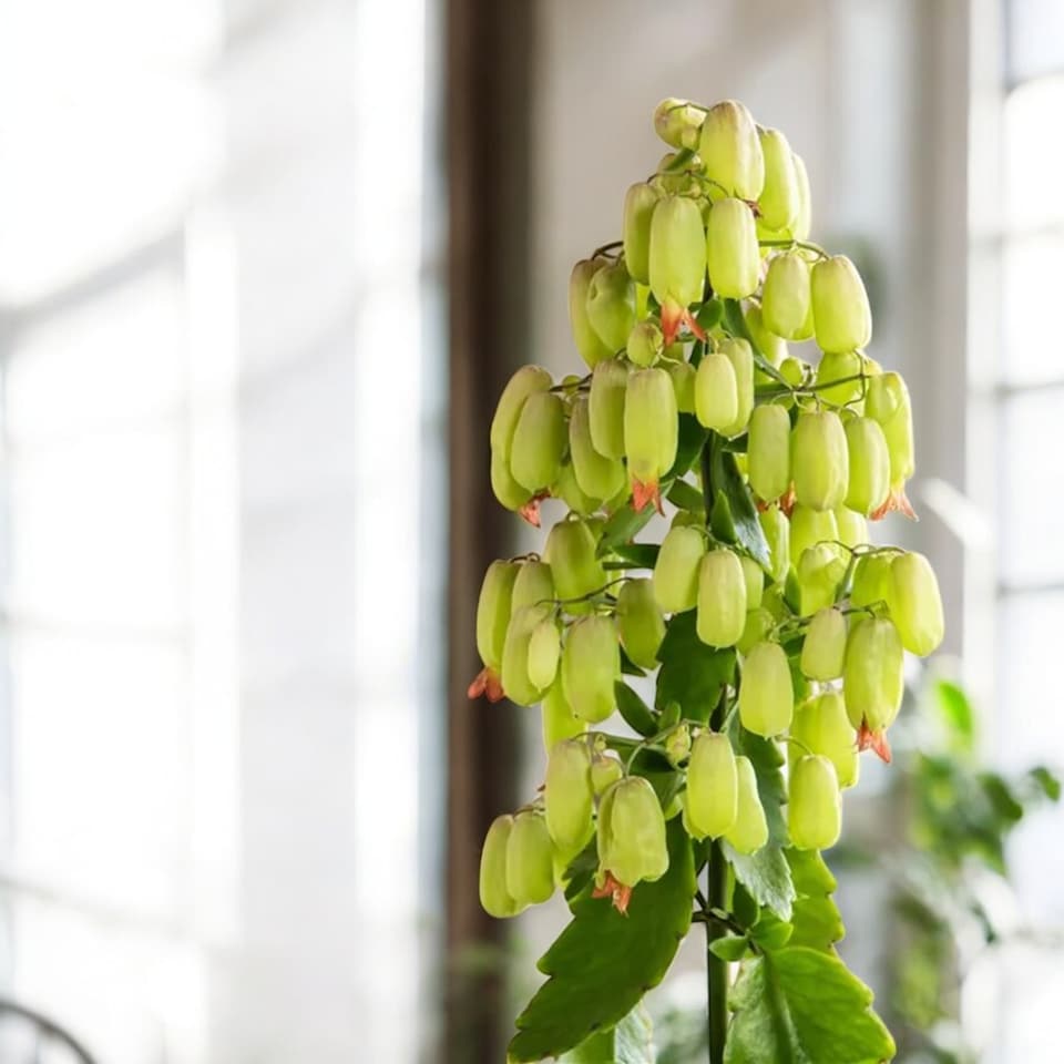 image 1 of 1 x Kalanchoe Pinnata Magic Bells in 14cm Pot - Easy Care Indoor Houseplant