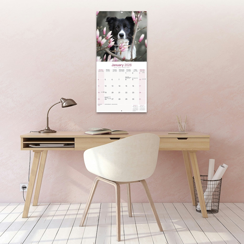 image 1 of Border Collie 2026 Calendar | Square Wall Calendar | Dog Breed Gift | Plastic Free Packaging | by Avonside Publishing