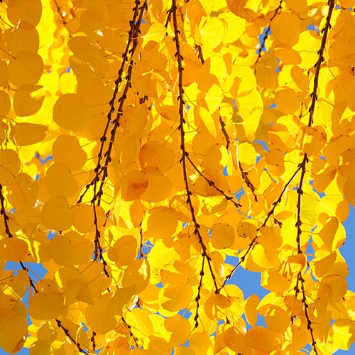 Toffee AppleTree Cercidiphyllum japonicum 'Katsura' 3L