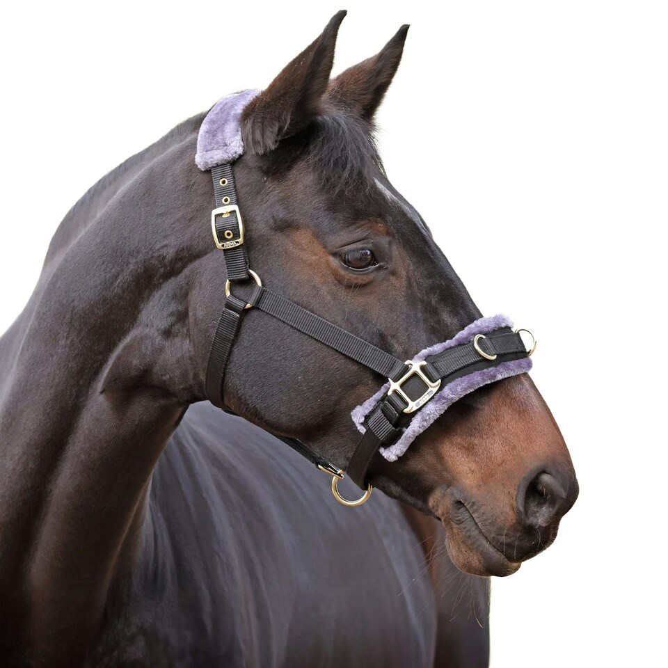 image 1 of Shires Fleece Lined Plush Horse Lunge Cavesson - Black - Pony