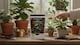 image 8 of Premium Soluble Plant Food for Healthy Indoor Plants and Foliage Includes Precision Measuring Scoop Concentrated Formula