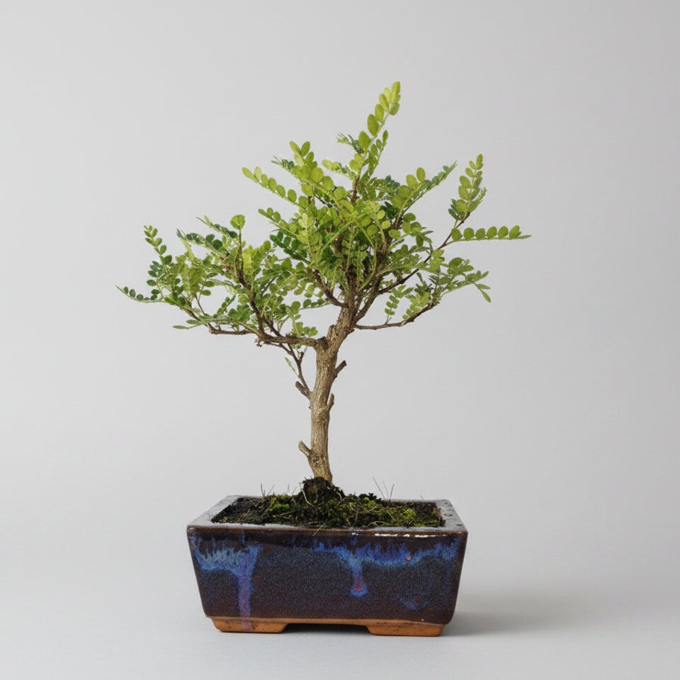 Yorkshire Bonsai Chinese Pepper (Zanthoxylum Pipertum) Bonsai Tree Broom In 15cm Pot
