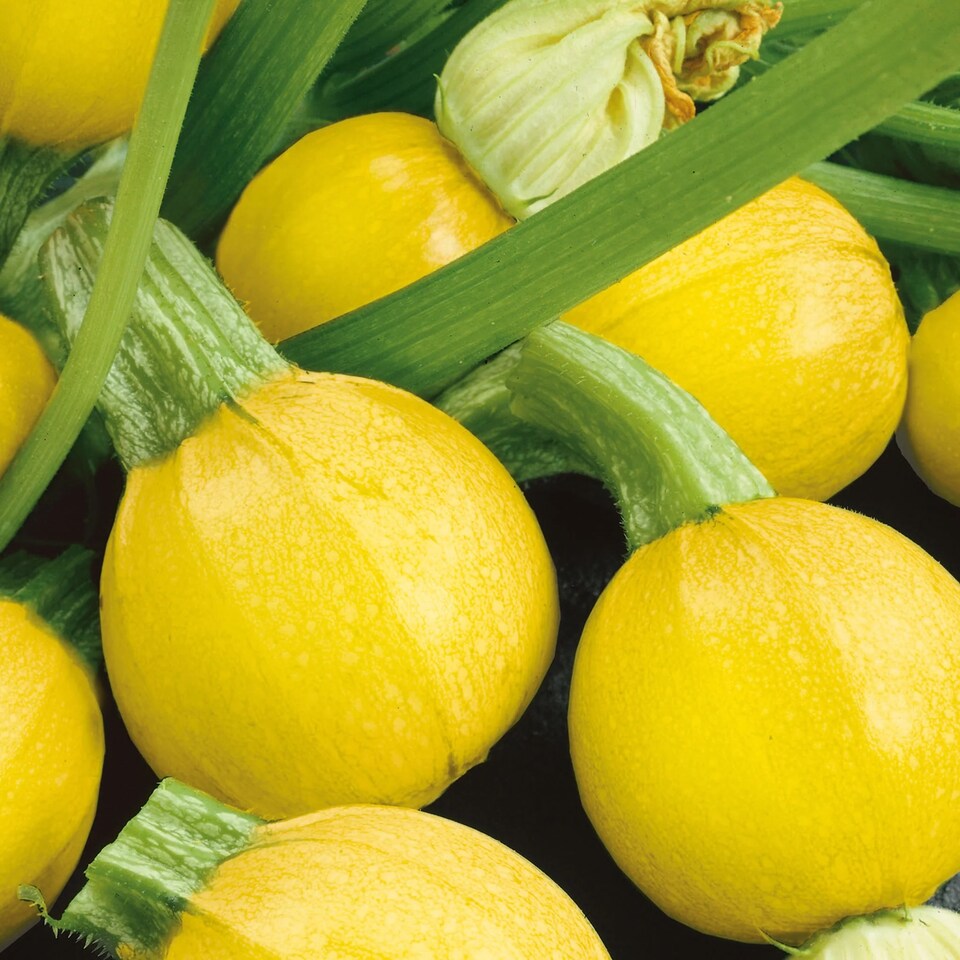 image 1 of Courgette One Ball F1 | Multi | Yellow