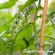 image 9 of Marshalls Garden Tomato Seeds Sungrape F1 - 6 Seeds | Green | Green, Red