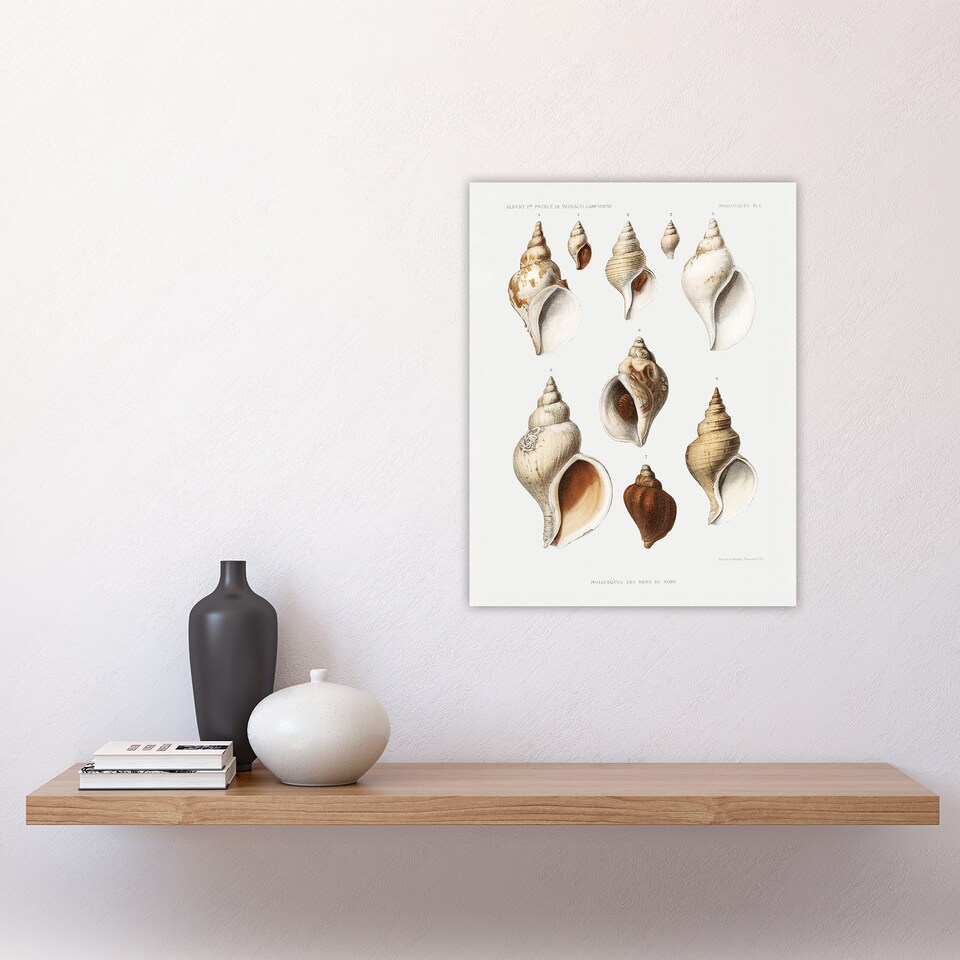 image 1 of Molluscs of the Northern Seas Albert I Wall Art Poster Print 12X16"