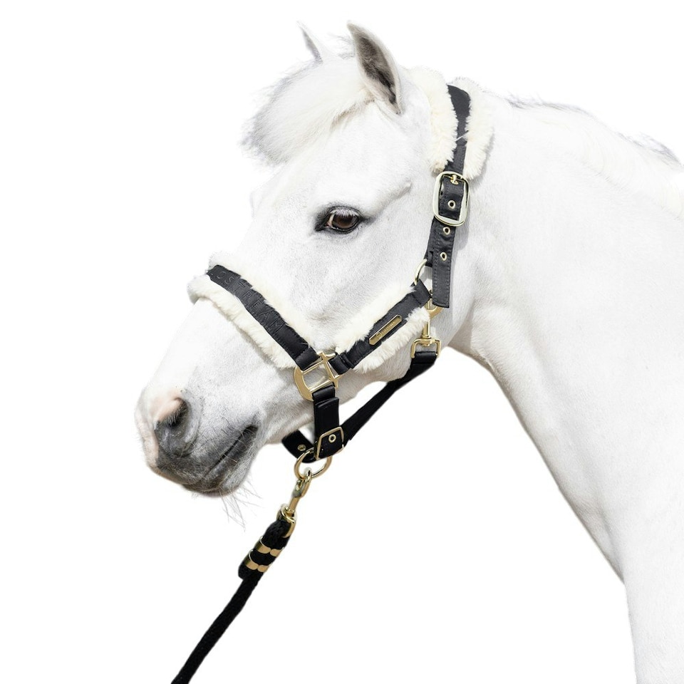 image 1 of Coldstream Langlee Luxury Horse Headcollar and Leadrope - Black - Full