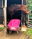 image 2 of Big Mucker Wheelbarrow Pink With 120kg, Strong Deep Plastic Pan, Twin Handles, Pneumatic Wheel