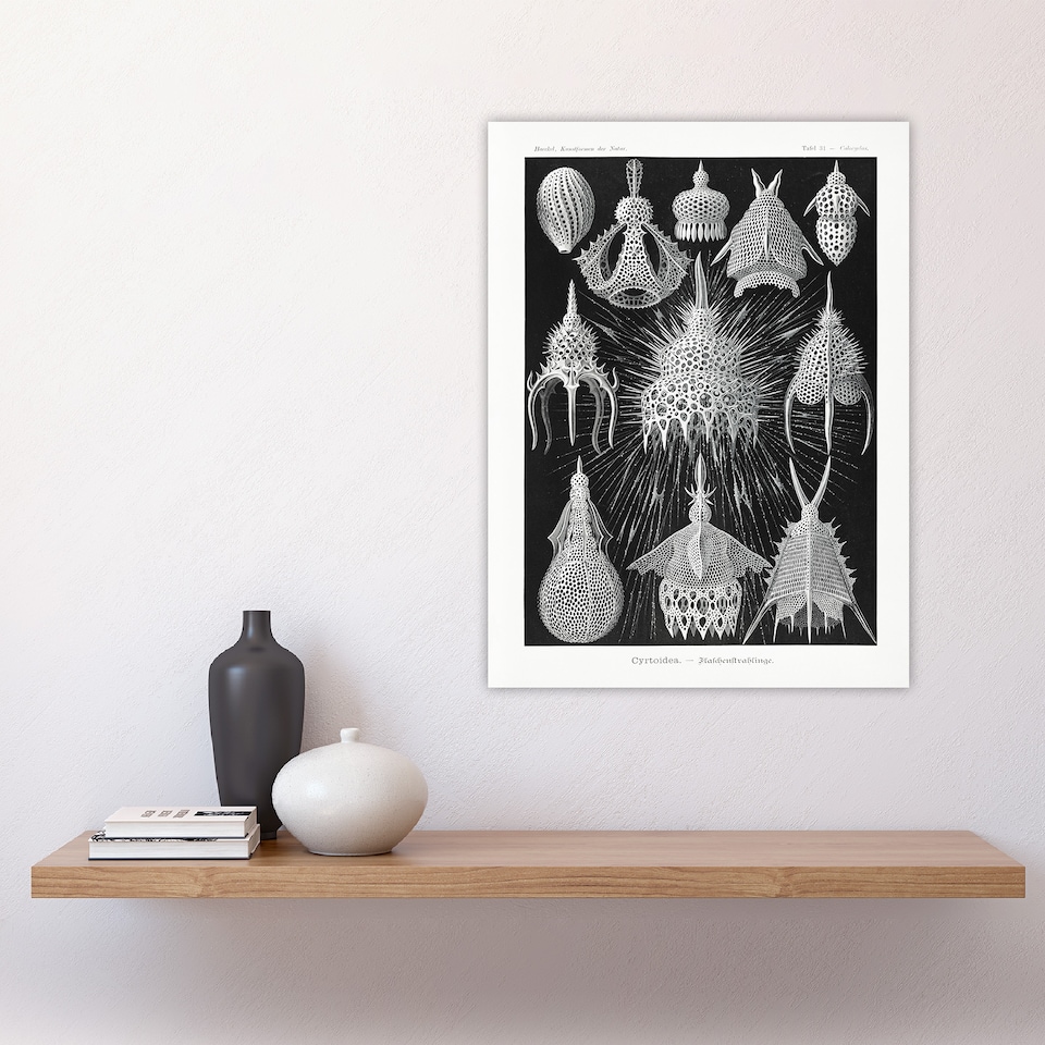 image 1 of Marine Microorganisms Haeckel Botanical Huge Wall Art Print 18X24 In