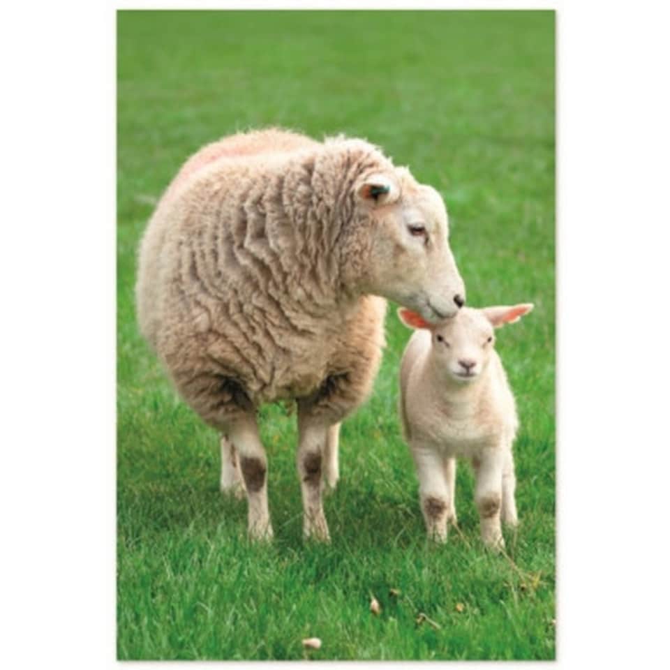 image 1 of Simon Elvin In The Country Assorted Designs Greetings Card (Pack of 72) - Multicoloured - One Size Multi | One Size