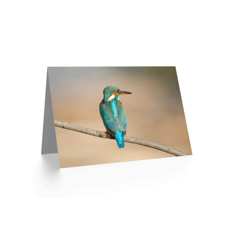 image 1 of Kingfisher Bird on Branch Animal Nature Photograph Greeting Card