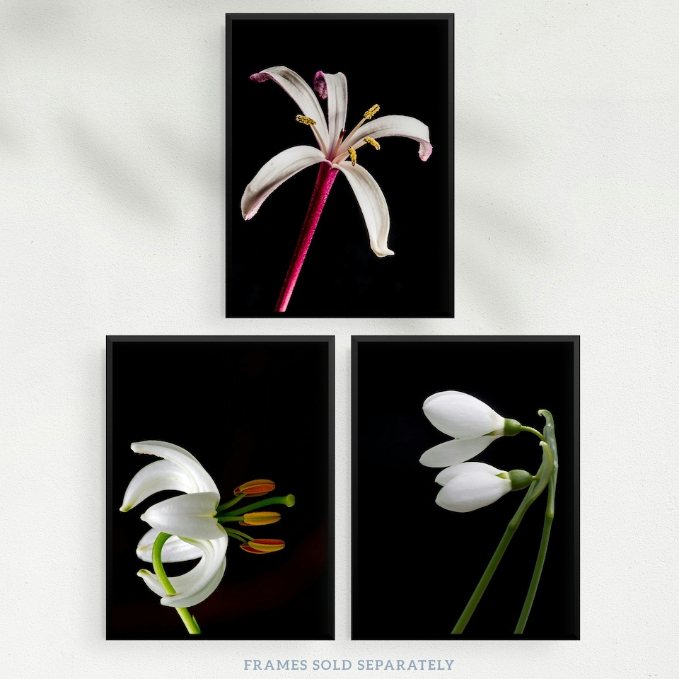 image 1 of Set of 3 Macro Photo Flower Bloom Petal Anther Stem Photography Black Wall Art Prints 12x16 Inch
