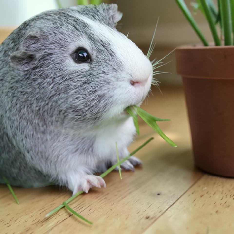 image 1 of Guinea Pig Wheat Grass Hordeum in 13cm Pot - Natural Forage Treat & Enrichment Plant - Edible Grass for Guinea Pigs & Small Pets