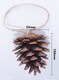 image 2 of St Helens Brown Hanging Pinecones - Set Of 6