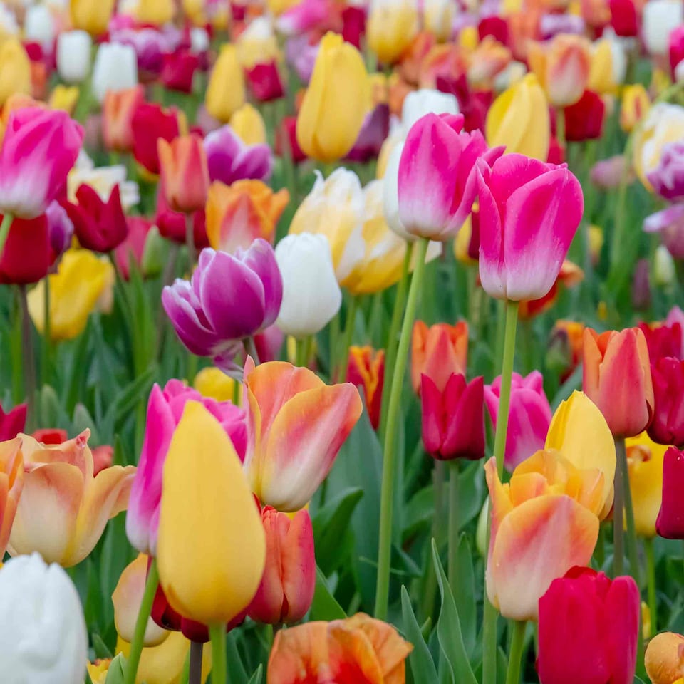 image 1 of Marshalls Garden Tulip Bulbs Mixed Border Collection, 50 Bulbs