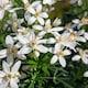 image 2 of Marshalls Garden Choisya 'White Dazzler' - 3 x 9cm potted shrubs