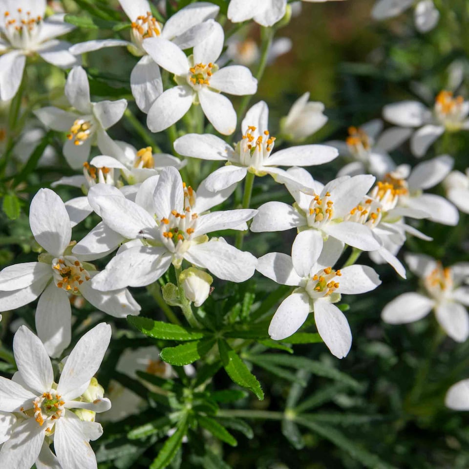 image 1 of Marshalls Garden Choisya 'White Dazzler' - 3 x 9cm potted shrubs