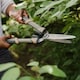 image 1 of Kent & Stowe SureCut Hedge Shears with SK5 Chrome-Coated Wavy Blades | Brown