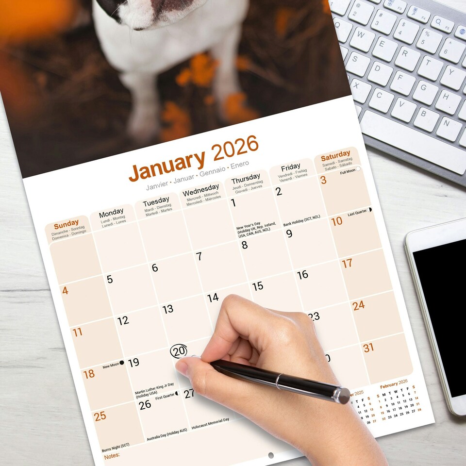 image 1 of Boston Terrier 2026 Calendar | Square Wall Calendar | Dog Breed Gift | Plastic Free Packaging | by Avonside Publishing