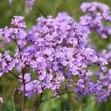 Limonium gmelinii Siberian Statice Seeds - Hardy Perennial Cut & Dried Flower Rock Garden Sandy Soil - 50 Seeds