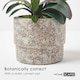 image 4 of Homescapes Pink Orchid 64 cm Phalaenopsis in Cement Pot Extra Large, 3 Stems