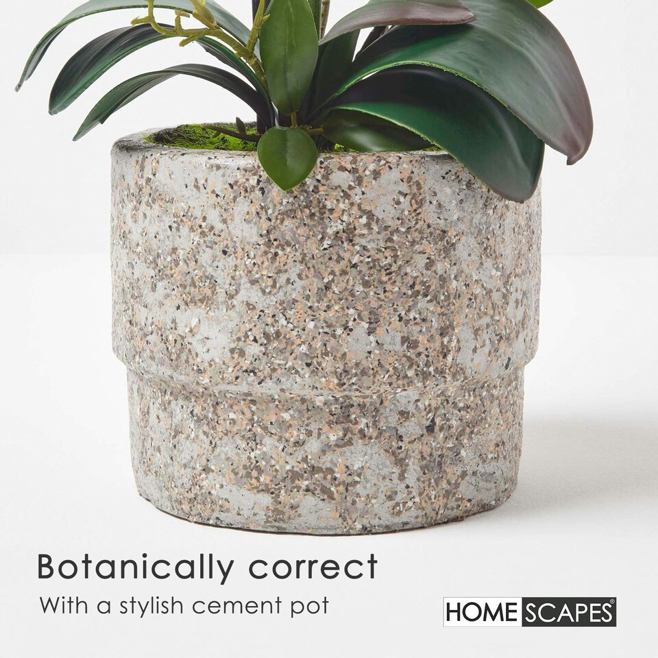 image 1 of Homescapes Pink Orchid 64 cm Phalaenopsis in Cement Pot Extra Large, 3 Stems