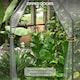 image 6 of Outsunny Tomato Greenhouse with 2 Zipped Doors, Outdoor Green House, Clear