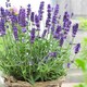 image 1 of Carbeth Plants 2 x Lavender angustifolia Herb Plants in 14cm Pots - Ready to Plant